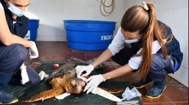 Rescatan a una tortuga gravemente herida por una hélice