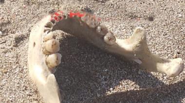 Hallan un maxilar inferior en la playa de Villa Gesell