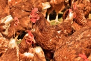Asisten a productores avícolas tras la muerte de miles de gallinas por la ola de calor