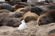 Necochea: denuncian que jaurías de perros comen los cadáveres de lobos marinos no enterrados
