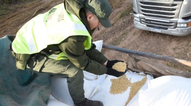 Trasladaban ilegalmente 30 toneladas de soja