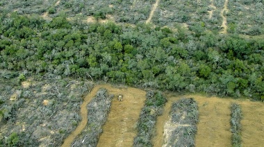 Greenpeace denunció que se desmontaron más de 6.500 hectáreas de bosques durante la cuarentena