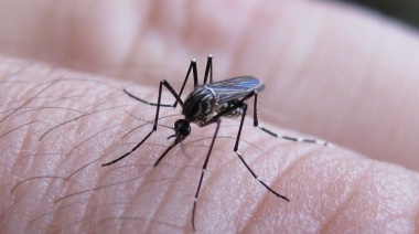 Confirman circulación autóctona de dengue en territorio bonaerense