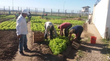 Internos de un penal de Saavedra cosecharon 1.500 kilos de verdura y lograron autoabastecerse