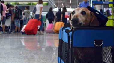 Mascotas: Requisitos sanitarios de los destinos más elegidos para viajar al exterior