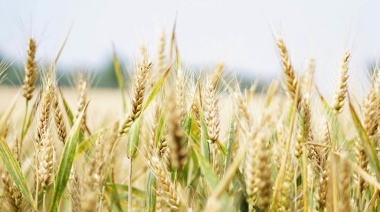 Esperan una “muy buena” campaña de trigo parar el territorio bonaerense