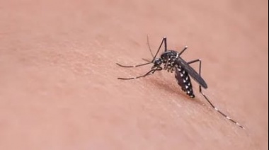 Dengue: con la llegada del verano piden extremar medidas de prevención