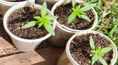 Presentan proyecto para regular el uso medicinal del cannabis en Morón