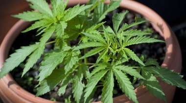 Arrestan a dos jóvenes por robarle plantas de marihuana a un hombre con problemas médicos