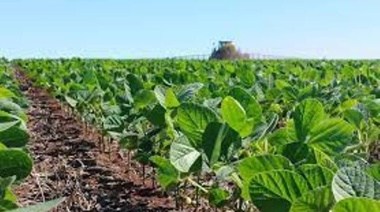 Aseguran que la condición del cultivo de soja en el suroeste bonaerense, es de “buena a regular”