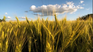 Con 2,7 millones de toneladas, ya es récord el trigo comercializado con precio a fijar