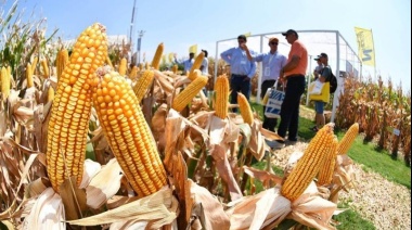 Por la sequía y la ola de calor, bajan la estimación de cosecha de maíz en 6 millones de toneladas