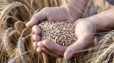 La Provincia de Buenos Aires realizó la primera ronda de negocios de trigo con México