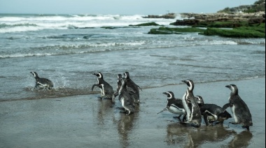 Regresaron al mar 10 pingüinos de Magallanes rescatados en las costas bonaerenses