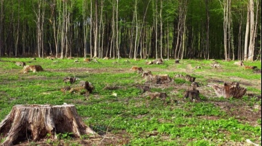 Mar del Plata: alarma por la tala de árboles para urbanizaciones