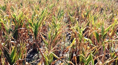 Por la sequía, declaran la emergencia agropecuaria en el partido bonaerense de Saavedra