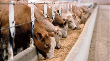 Prohíben la cría de ganado en Feedlots a menos de 5 Km de las zonas pobladas