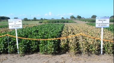 Científica argentina desarrolló la primera semilla de soja transgénica resistente a la sequía
