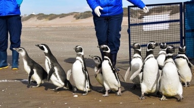12 pingüinos regresan al mar tras ser rehabilitados por cuadros de desnutrición