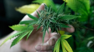 Mar Chiquita tiene oficialmente operativa la ordenanza de uso medicinal del cannabis