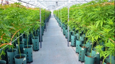 Celebran la sanción de la Ley que habilita la producción de cannabis medicinal y cáñamo industrial