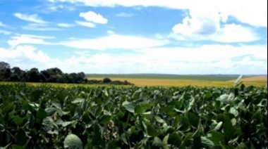 Aseguran que la condición del cultivo de soja en el suroeste bonaerense es buena a muy buena