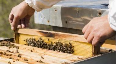 Lanzaron el programa “Mi Primera Colmena” para quienes quieran iniciarse en la apicultura
