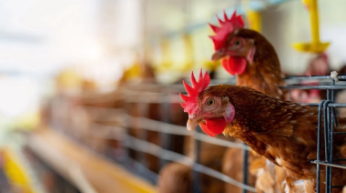 Recomendaciones ante los primeros casos de gripe aviar en territorio bonaerense