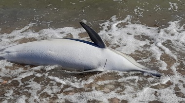 Encontraron un delfín muerto en Costa del Este y tenía restos de una bolsa en su estómago