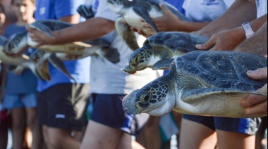 En lo que va del año se encontraron 192 animales en las playas desde San Clemente hasta Villa Gesell