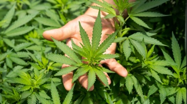 Junín: la justicia devuelve plantas de cannabis secuestradas a un paciente oncológico