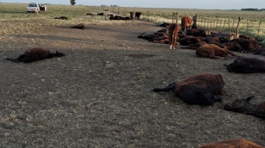 Murieron más de 150 vaquillonas en un campo de Púan al quedarse sin agua tres días