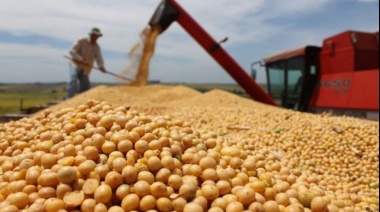 La soja y el maíz generaron el 41% de las exportaciones totales en Argentina