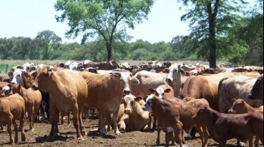 Dos jóvenes terminaron detenidos en La Matanza por robar 30 vacas y 6 caballos