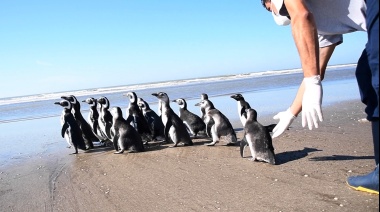 Luego de ser rehabilitados por estado de desnutrición, 18 pingüinos regresaron al mar