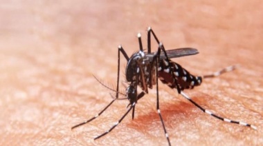 A la sombra del coronavirus: ya hay más de 14 mil casos confirmados de dengue en el país