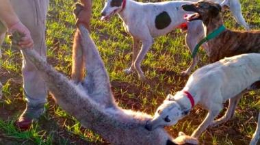 Tres Arroyos: cazadores furtivos que mataron a un puma podrían terminar detenidos