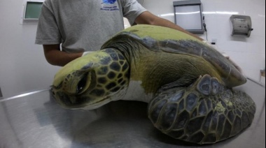 Un pescador y Mundo Marino rescataron una tortuga y de su interior salió una gran cantidad de basura