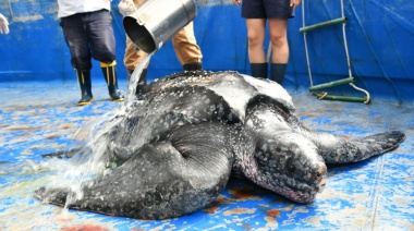 Rescataron, rehabilitaron y devolvieron al mar a una tortuga marina en San Clemente