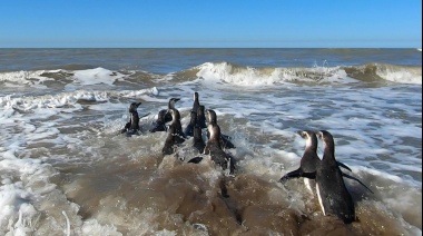Devolvieron al mar pingüinos magallánicos rescatados en la costa bonaerense
