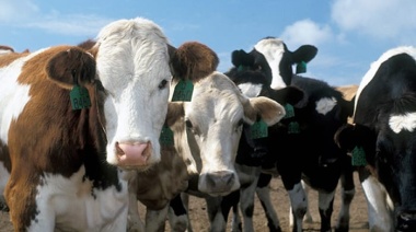 El INTA desarrolló la primera vacuna del mundo para combatir un virus que afecta a las vacas