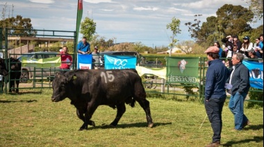 Seleccionan toros adecuados en la región patagónica, para incrementar la calidad de carne producida