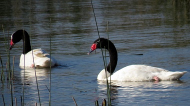 Regalo de cuarentena: los cisnes de cuello negro volvieron a la laguna de Chascomús