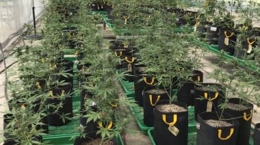 Pergamino: se robaron 50 plantas de marihuana de los cultivos medicinales del INTA