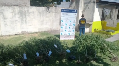Olavarría: allanaron una casa por hurto y encontraron casi 50 kilos de plantas de Marihuana