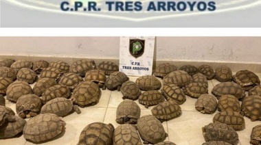 En Tres Arroyos allanaron una casa y encontraron 140 tortugas en situación de hacinamiento