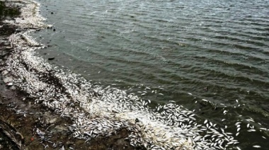 Registran una gran mortandad de peces en la laguna de Chascomús